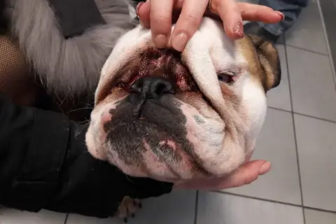 Mani che esaminano il muso di un bulldog, forse per un'infezione da malassezia all'orecchio del cane.