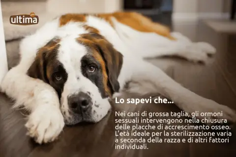 San Bernardo sdraiato, con testo informativo sulla sterilizzazione cane femmina e l'età ideale per l'intervento.
