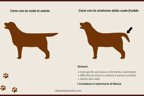 Cane con coda sana e cane con sindrome della coda fredda, con sintomi di infezione coda cane.
