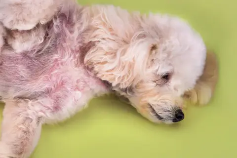 Pelo arrossato e irritato sul ventre di un cane, possibile sintomo di dermatite legata all'alimentazione.