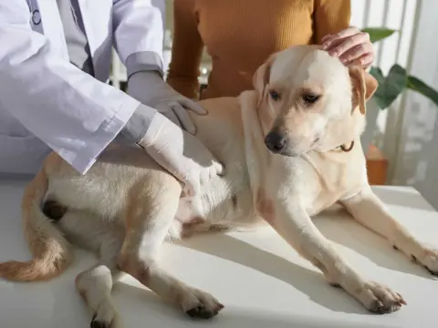 Disturbi intestinali cane - Cosa fare e quando preoccuparsi