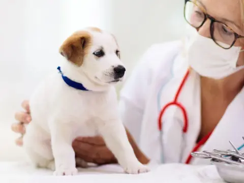 Criptorchidismo nel cane - Cosa fare per la sua salute?