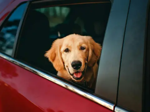 Mal d'auto cane - Farmaci e strategie per viaggi sereni