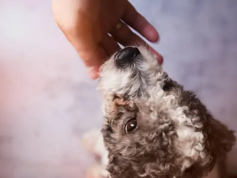 Pulci nel cane - Eliminale per sempre: guida completa