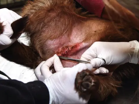 Punti riassorbibili cane - Quanto durano davvero?