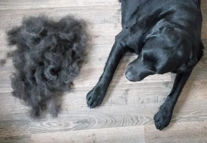 Un cane nero giace su un pavimento di legno accanto a un mucchio di pelo perso durante la muta.
