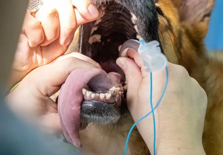 Veterinario esamina la bocca di un cane per valutare il costo intervento collasso tracheale cane.