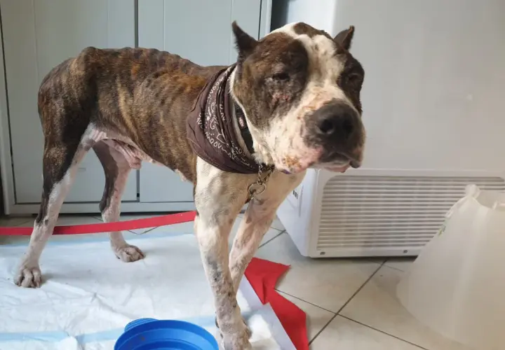 Cane magro con leishmaniosi, zoppica visibilmente. Ha un foulard al collo e un collare elisabettiano vicino.