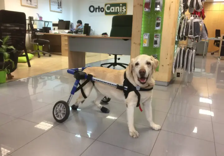 Un cane paralizzato all'improvviso, un labrador sorridente, si muove con un carrellino.