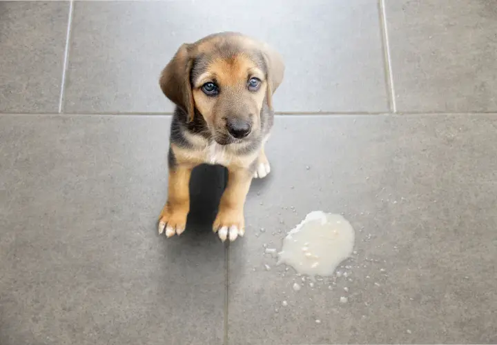 Un cucciolo guarda con occhi dolci, seduto accanto a una pozza di liquido. Sembra che il cane vomita acqua, ma è solo un piccolo incidente.