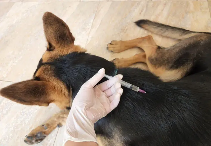 Veterinario somministra iniezione a cane pastore tedesco, forse per trattare i sintomi della leptospirosi.