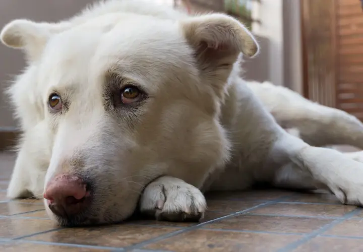 Un cane bianco, con occhi tristi, si lamenta quando si sdraia sul pavimento piastrellato.