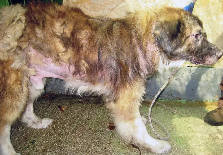 Cane con pelo diradato e pelle arrossata, segni evidenti di leishmaniosi.