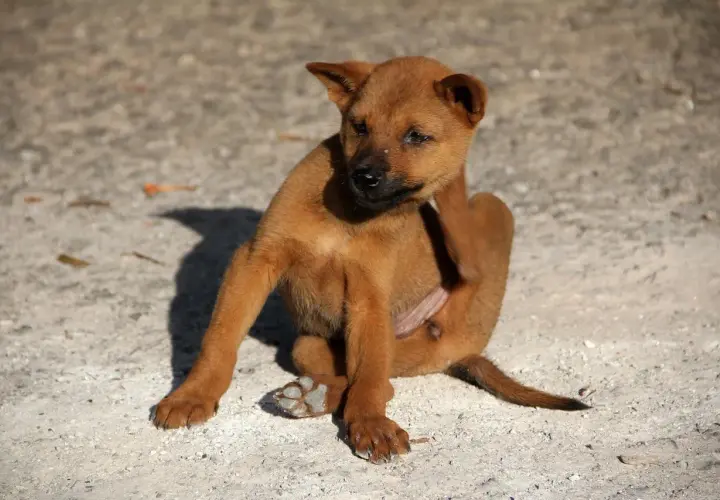 Un cucciolo marrone si gratta, forse infastidito da piatti insetti piccolissimi neri sul cane.