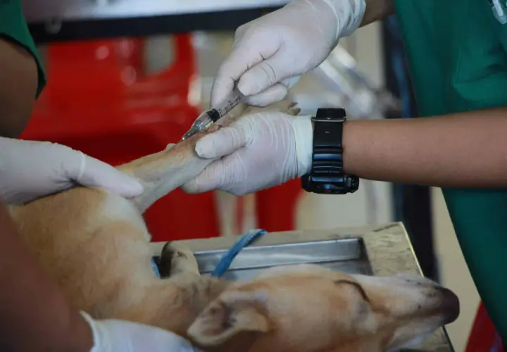 Mani guantate somministrano un'iniezione a un cane, parte di un trattamento di chemioterapia per cani.