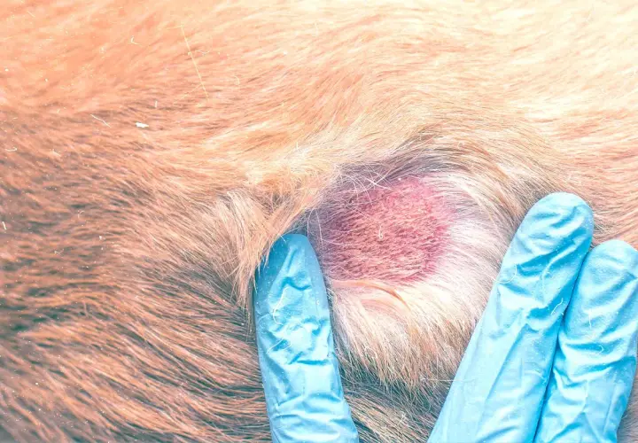 Mani guantate esaminano un'area arrossata con crosticine sul pelo di un cane.