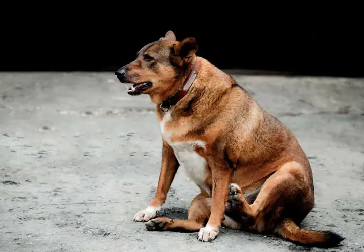 Cane con aria nella pancia, forse cerca rimedi naturali per il gonfiore.