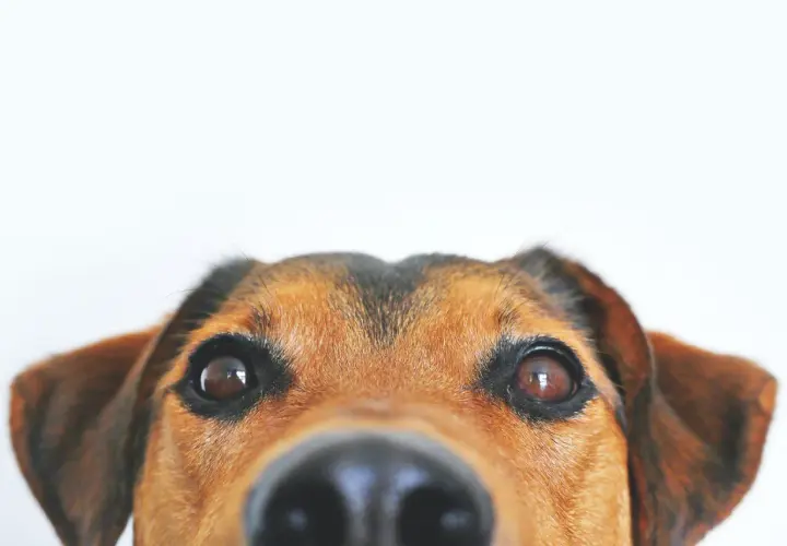 Occhi dolci e un naso umido, questo cane sembra soffrire di una leggera paresi facciale, ma il suo sguardo è pieno di curiosità.