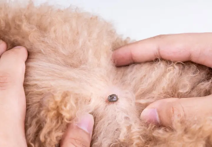 Una zecca è attaccata al pelo di un cane. Si discute di rimedi naturali, come l'aceto contro le zecche, per proteggere il tuo animale domestico.