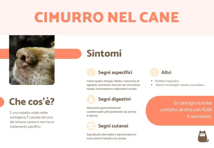 Primo piano del tartufo di un cane, con testo che descrive i sintomi del cimurro canino, una malattia virale contagiosa.