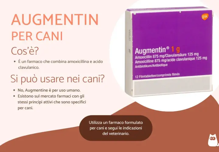 Augmentin per cani: farmaco combinato per infezioni cutanee. Non usare Augmentin umano, ma cerca formulazioni veterinarie specifiche.