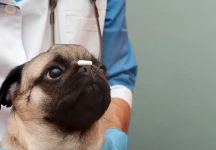 Un simpatico carlino con una pillola sul naso, in attesa che l'antibiotico cane dopo quanto fa effetto.