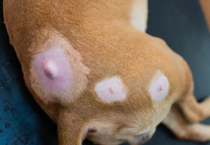 Primo piano di un cane con cisti sebacea visibile sulla pelle. Aree depilate e arrossate intorno alle lesioni.