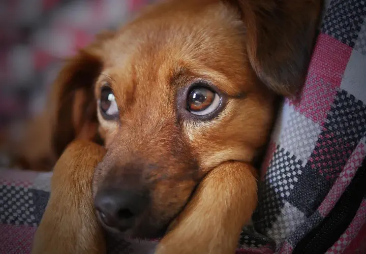 Occhi dolci di un cane marrone, forse un po' confuso dopo un sovradosaggio di fermenti lattici. Riposa su una coperta a quadri.