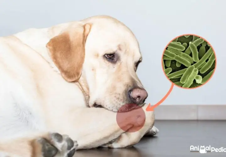 Cane con segno rosso su zampa, zoom su batteri. Possibile osteomielite cane.