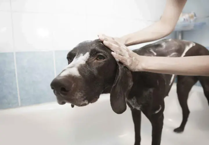 Mani insaponate lavano un cane marrone nella vasca da bagno, usando acqua fredda per pulirlo.