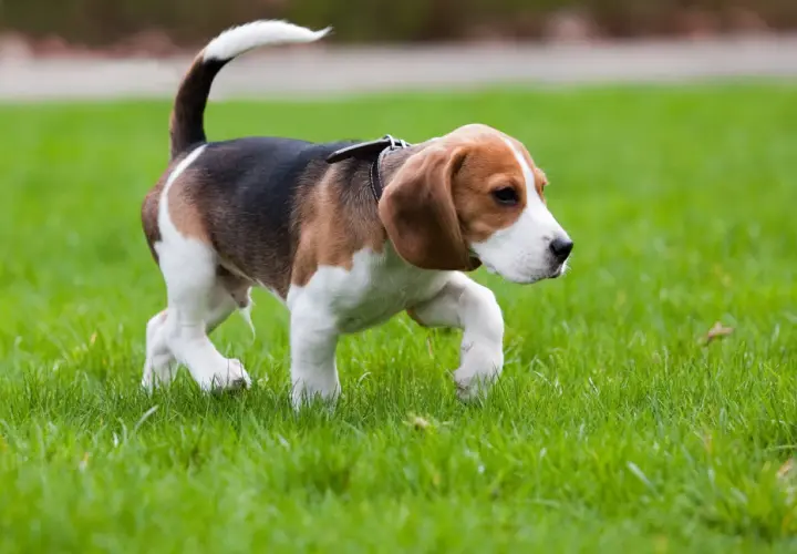 Un beagle corre sull'erba, il mio cane zoppica ma corre con gioia, la sua coda bianca si alza fiera.