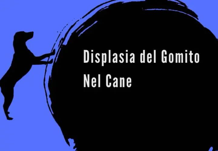 Silhouette di cane con testo "Displasia del Gomito Nel Cane". Informazioni sui sintomi.