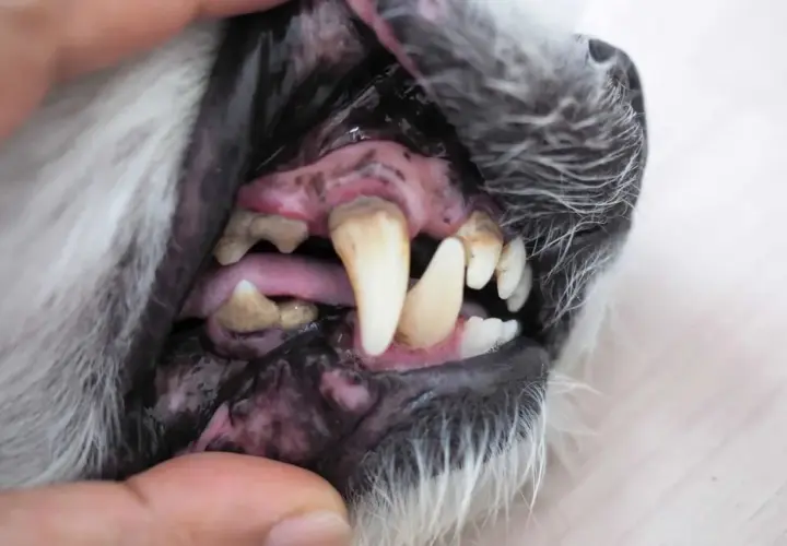 Gengive nere cane morte, denti ingialliti e malati. Un quadro preoccupante per la salute orale del cane.