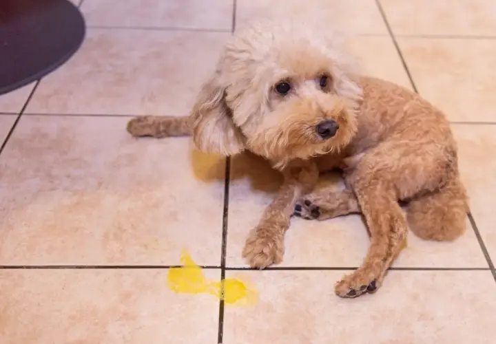 Un barboncino marrone con nausea, accanto a un vomito giallo. Si cercano rimedi per il cane.