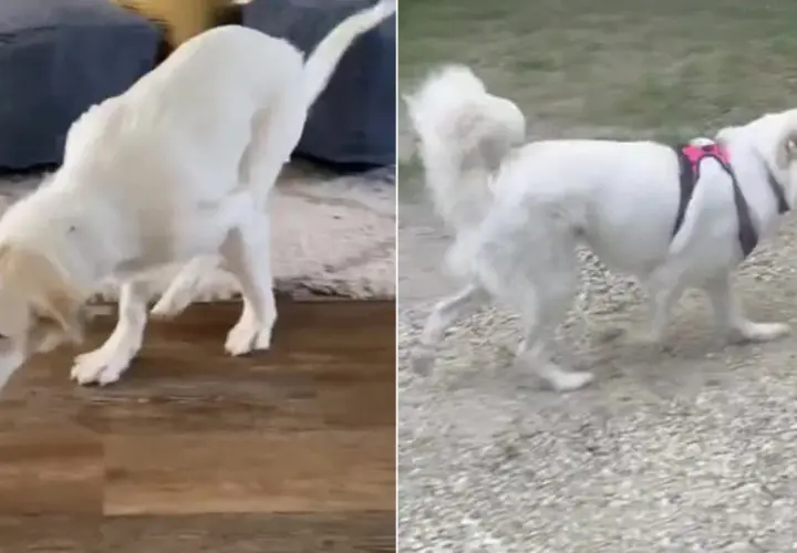 Cane bianco con evidente difficoltà motoria, forse una paralisi gambe improvvisa. Si muove con fatica su un tappeto e poi su ghiaia.
