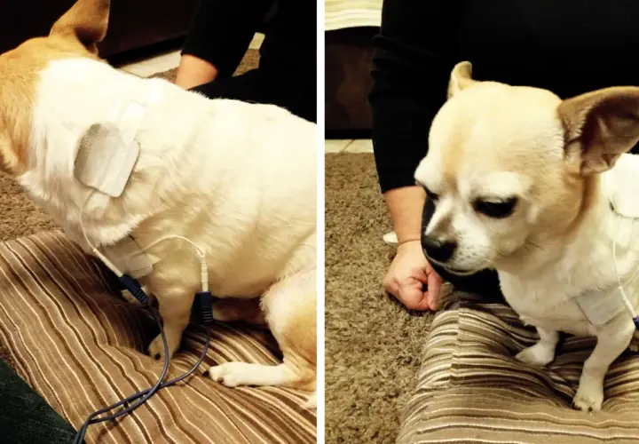 Cane con elettrodi per terapia, forse per una lussazione zampa posteriore.