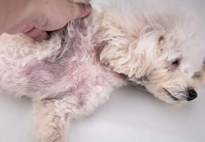Un cane bianco con pelo arruffato mostra un'area arrossata e irritata sul fianco, segno di un forte prurito.