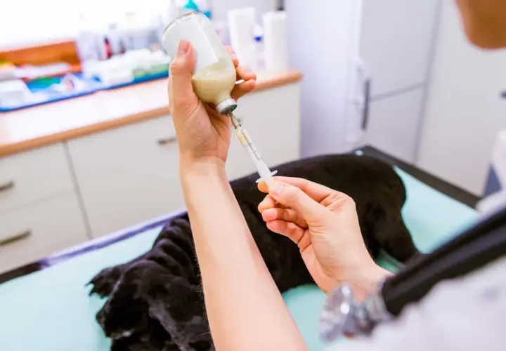 Mani di veterinario preparano una siringa con un farmaco per un cane con spondilosi, per alleviare il suo dolore.