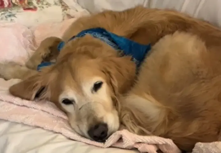 Un cane golden retriever dorme su una coperta rosa, con una bandana blu al collo. Sembra un dolce cheloide cane.
