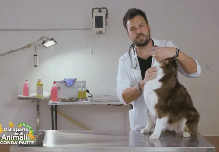 Veterinario tenta di dare una pastiglia a un cane marrone e bianco, ma il cane sputa la pastiglia.