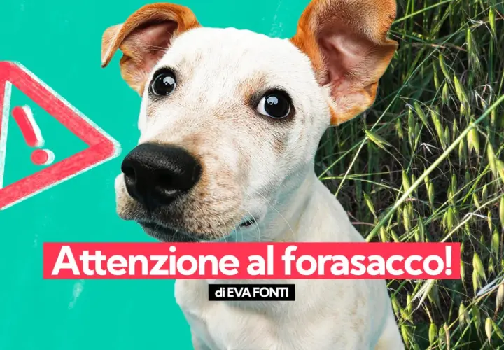 Attenzione al forasacco! Un cane curioso in mezzo all'erba alta, con un segnale di pericolo.