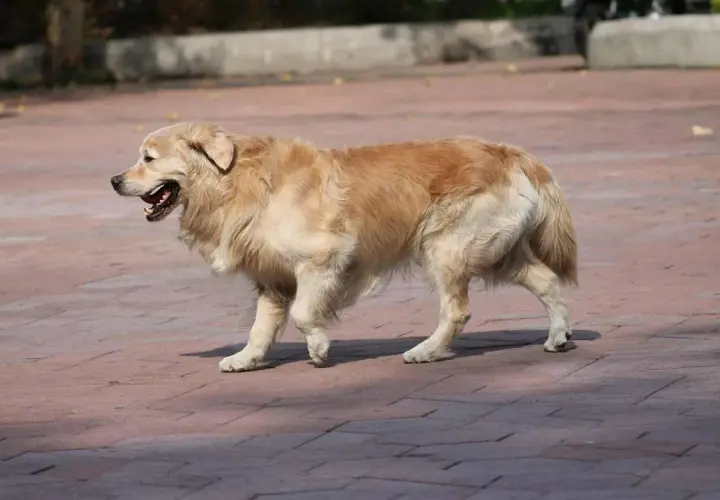 Golden retriever con zampa gonfia cane cammina su un marciapiede di mattoni rossi, con la bocca aperta e la lingua fuori.