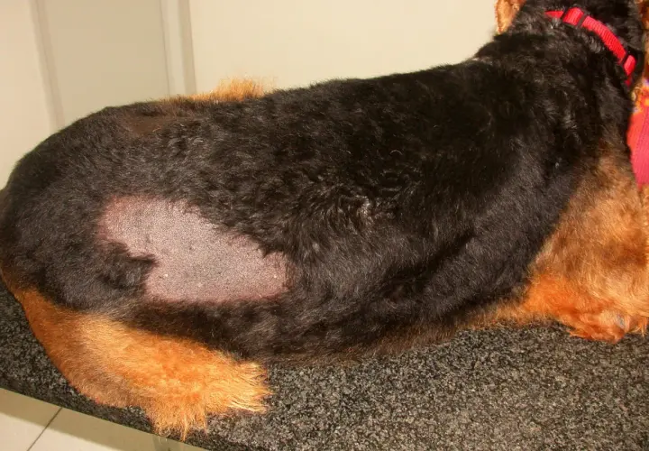 Un cane spelacchiato con chiazze di pelle visibile sul fianco. Indossa un collare rosso.