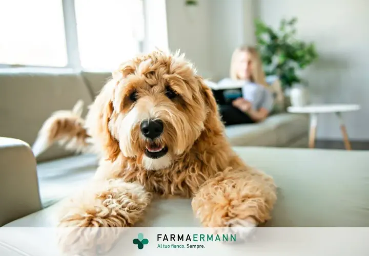 Un cane felice sul divano, mentre una persona legge. Scopri come eliminare le pulci in modo naturale per il tuo amico a quattro zampe.