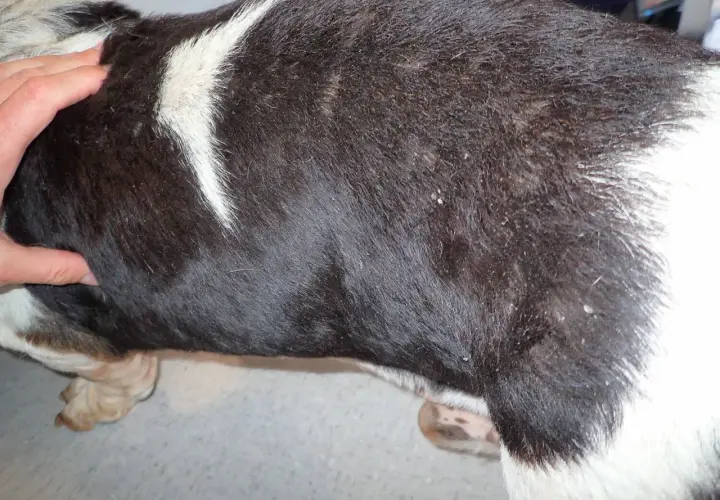 Mano che accarezza il pelo scuro di un cane, evidenziando la pelle secca e squamosa.