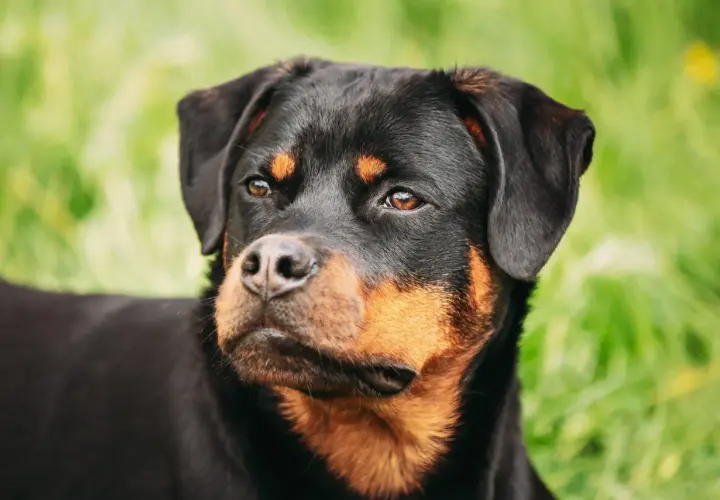 Primo piano di un rottweiler con occhi attenti, forse preoccupati per la leishmaniosi.