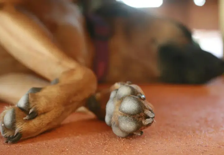 Primo piano dei polpastrelli di un cane, attenzione alle malattie che possono colpirli.