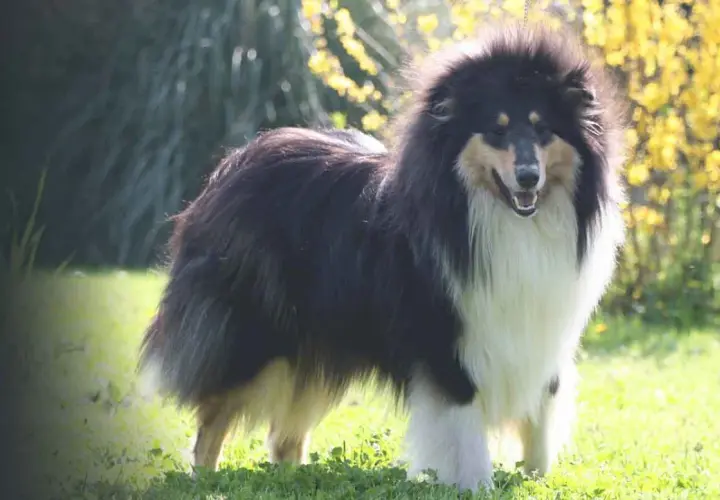 Collie tricolore con folta pelliccia, in piedi sull'erba. Un cane che potrebbe essere affetto da dermatomiosite, ma che appare in salute.