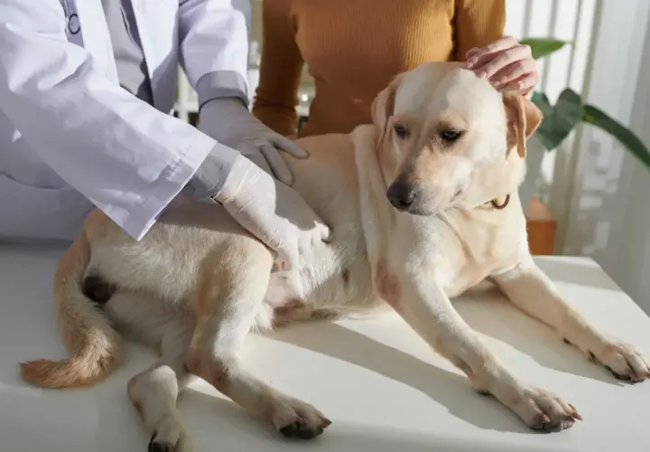 Veterinario esamina un cane con possibili problemi intestinali. Il cane è sdraiato su un tavolo, mentre il veterinario gli tocca l'addome.