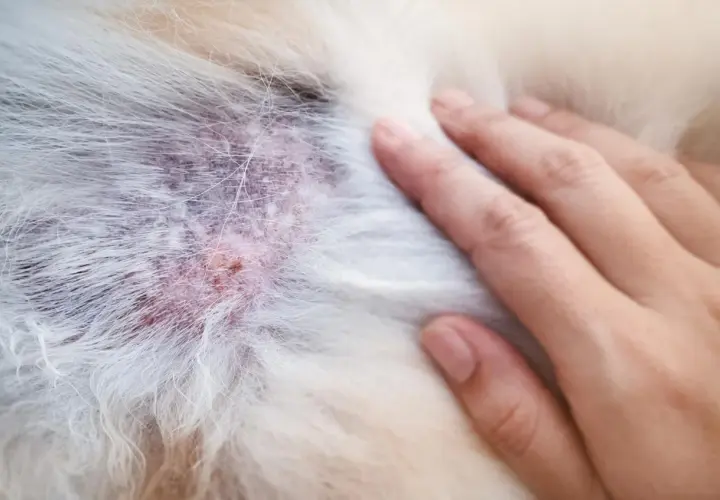 Pelle arrossata e irritata su un cane, possibile segno di malassezia. Si cercano rimedi naturali per il cane.